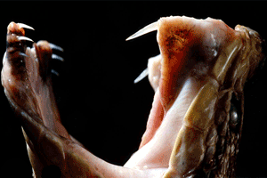 Venomous serpent representing the Forgettable Fiend, image taken from Web