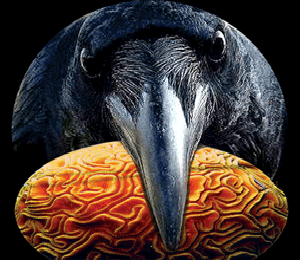 Raven's Head with Brainrock over Raven-Rock collage with lettering